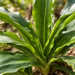 Plante ananas (Eucomis autumnalis) — rosette de longues feuilles vertes luisantes