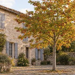 Alisier torminal (Sorbus torminalis) — arbre isolé devant maison en pierre · Photo d'illustration
