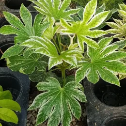 Aralia du japon 'Spider's web' (Fatsia japonica) — jeune arbuste à larges feuilles panachées en pot · Pot 3L