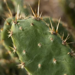 Oponce de l'est 'Point pelee' (Opuntia humifusa) — gros plan de raquette de cactus épineuse