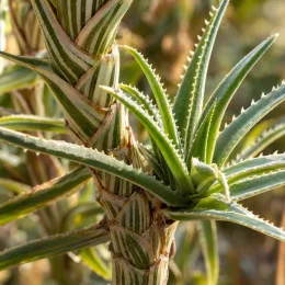 Aloès 'Artic jungle' (Aloe striatula) — tiges striées et rosette de feuilles succulentes · Photo d'illustration