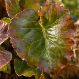 Bergénie à feuilles cordées (Bergenia cordifolia) — gros plan sur grande feuille cordiforme luisante · Photo d'illustration