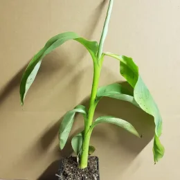 Bananier du Japon (Musa) — jeune plant vert en motte de terre · Godet