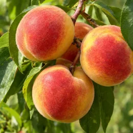 Pêcher 'Fairhaven' (Prunus persica) — gros plan sur plusieurs fruits ronds