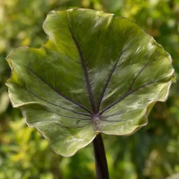 Colocasia 'Tea cup' (Colocasia esculenta) — grand feuillage nervuré vu de face