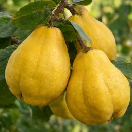Cognassier 'Portugal' (Cydonia oblonga) — gros fruits jaunes mûrs sur branche feuillée