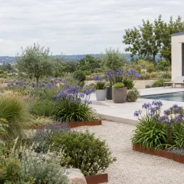Agapanthe 'Northern star' (Agapanthus) — massif de fleurs violettes autour d'une piscine moderne · Photo d'illustration
