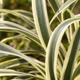 Tulbaghie 'Variegata' (Tulbaghia violacea) — gros plan sur feuilles rubanées panachées · Photo d'illustration