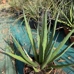 Agave du chihuahua (Agave lechuguilla) — grand plant succulent aux feuilles étroites en pot · Pot 2.5L
