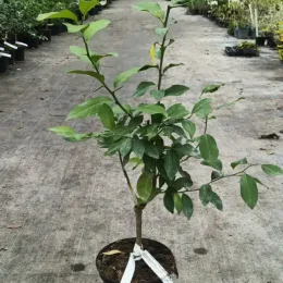 Citron Main de Bouddha (Citrus medica var. sarcodactylis) — jeune agrume en pot sur allée de pépinière · Pot 5L Touffe