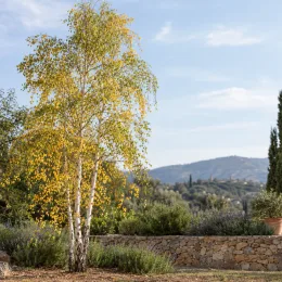 Bouleau verruqueux (Betula alba) — arbre au feuillage léger dans un jardin méditerranéen