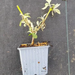 Arbre aux papillons 'Bicolore' (Buddleia × weyeriana) — jeune plant ramifié en pot plastique gris · Godet