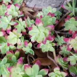 Sedum de palmer (Sedum palmeri) — rosettes de feuilles charnues vertes bordées de rose
