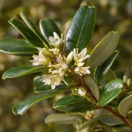 Pittospore (Pittosporum truncatum) — grappe de petites fleurs crème parmi des feuilles · Photo d'illustration
