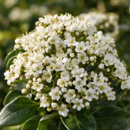 Viorne tin 'Le thoureil' (Viburnum tinus) — grappe dense de petites fleurs blanches · Photo d'illustration