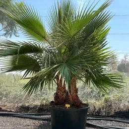 Palmier du Mexique, Palmier de Washington (Washingtonia robusta) — grand sujet à deux troncs en grand pot · Pot 160L
