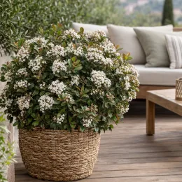 Viorne tin 'Fairy stars' (Viburnum tinus) — arbuste fleuri en pot tressé sur terrasse