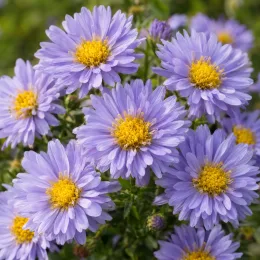 Aster 'Lady in blue' (Aster dumosus) — fleurs mauves en pompons au cœur jaune · Photo d'illustration
