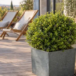 Chèvrefeuille nain 'Garden clouds green breeze' (Lonicera nitida) — arbuste dense en pot sur terrasse en bois · Photo d'illustration