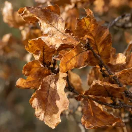 Chêne colonnaire 'Wind candle' (Quercus × warei) — feuilles sèches brun doré sur rameaux · Photo d'illustration