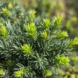 Genévrier 'Nana' (Juniperus procumbens) — gros plan de feuillage dense aux aiguilles fines