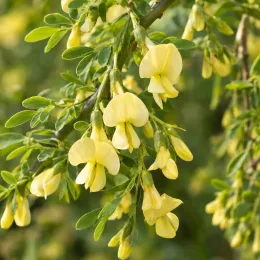 Caraganier de sibérie 'Pendula' (Caragana arborescens) — grappes de petites fleurs jaunes et feuillage