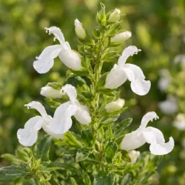 Sauge arbustive blanche 'White' (Salvia greggi) — épis de petites fleurs blanches en gros plan · Photo d'illustration