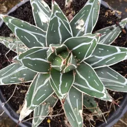 Agave 'Bustamante' (Agave victoria) — rosette de succulente graphique en pot noir · Pot 2.5L