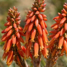 Aloès spirale du lesotho (Aloe polyphylla) — grappes serrées de fleurs tubulaires orangées · Photo d'illustration