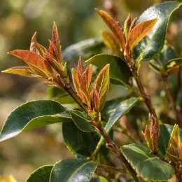 Camelia (Camelia transnokoensis) — jeunes pousses rougeâtres et feuilles vernissées · Photo d'illustration