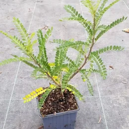 Sophora nain 'Dragon's gold' (Sophora microphylla) — Godet