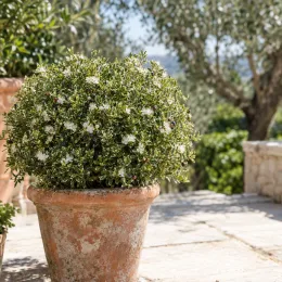 Myrte compact panaché blanc (Myrtus microphylla) — arbuste dense en boule dans grand pot terre cuite