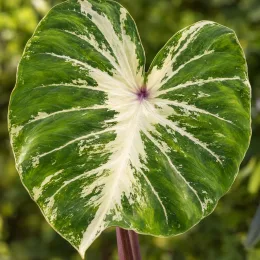 Oreille d'éléphant 'White lava' (Colocasia metallica) — grand feuillage panaché vert et crème en cœur · Photo d'illustration