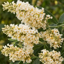 Arbre aux papillons d'hiver (Buddleia auriculata) — grappes de petites fleurs blanches parfumées · Photo d'illustration