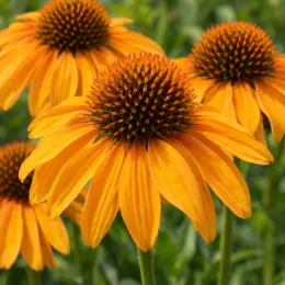 Échinacée 'Gold' (Echinacea guatemala) — gros plan de fleurs orange aux cônes bruns · Photo d'illustration