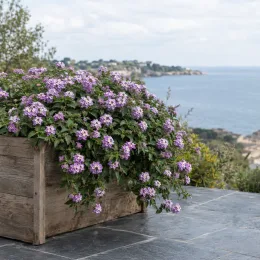 Lantanier 'Lilas' (Lantana sellowiana) — massif fleuri retombant dans grande jardinière en bois · Photo d'illustration
