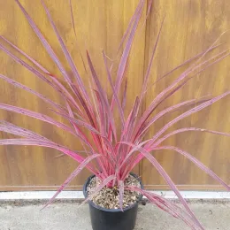 Cordyline australe 'Electric pink' (Cordyline australis) — feuillage rubané rose vif dans pot noir · Pot 3L