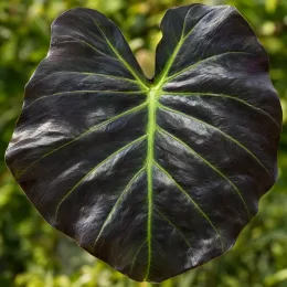Oreille d'éléphant 'Hawaiian ® aloha' (Colocasia) — grand limbe sombre avec nervures centrales vert clair · Photo d'illustration