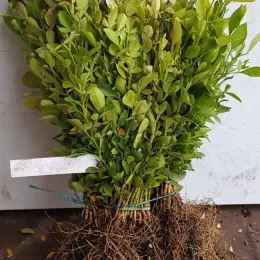 Citrumelo sacaton 'Sacaton' (Citrus paradisi × Poncirus trifoliata) — bouquet de jeunes plants racines nues ficelés · Racine nue