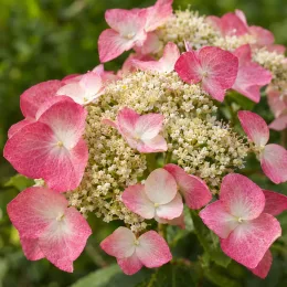 Hortensia grimpant du japon 'Rose sensation' (Schizophragma hydrangeoides) — inflorescence plate avec bractées roses et fleurs crème · Photo d'illustration