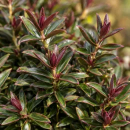 Véronique naine 'Raspberry ripple' (Hebe) — feuillage dense aux jeunes pousses rouge pourpré