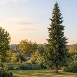Epicea de sitka (Picea sitchensis) — grand conifère isolé au centre d’un jardin · Photo d'illustration