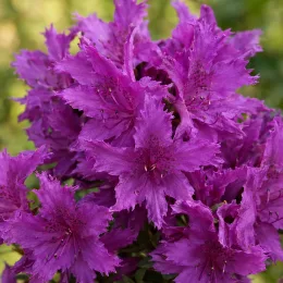 Azalée japonaise 'Steren purple' (Azalea japonica) — gros plan de nombreuses fleurs mauves · Photo d'illustration