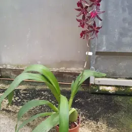 orchidée 'Masai red' (Colmara) — plante en pot avec longue hampe de fleurs rouges · Pot 1.5L