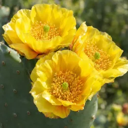 Cactée 'Ellisiana' (Opuntia cacanapa) — trois grandes fleurs jaunes sur cactus raquette · Photo d'illustration