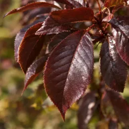 Cerisier du japon 'Royal burgundy' (Prunus serrulata) — gros plan sur feuilles ovales sombres brillantes