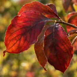 Cornouiller à fleurs américain 'Red giant' (Cornus florida) — gros plan de grandes feuilles rouges nervurées · Photo d'illustration