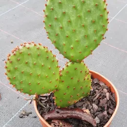 Oponce lubrifiée (Opuntia lubrica) — cactus à raquettes vertes aux aréoles brunes · Godet