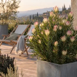 Leucadendron 'Cream delight' (Leucadendron salignum) — arbuste fleuri en pot sur terrasse aménagée · Photo d'illustration