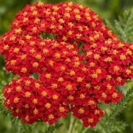 Achillée millefeuille 'Milly rock red' (Achillea millefolium) — ombelles de petites fleurs rouges et jaunes